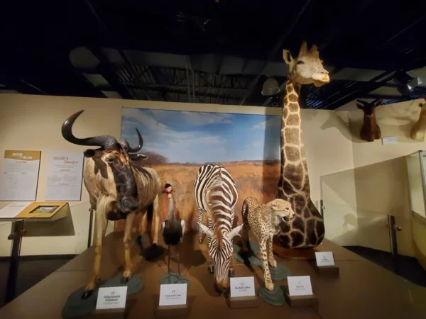 Kenosha Public Museum - Image 2