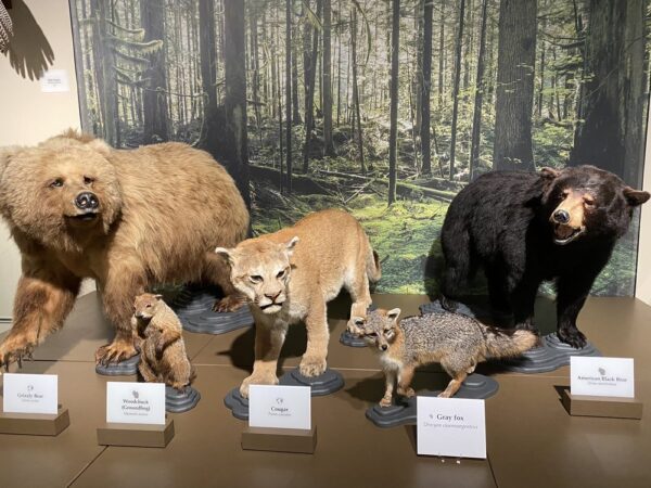 Kenosha Public Museum - Image 4